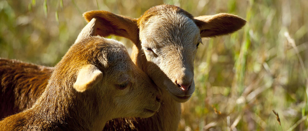 À propos de la viande « Halal » et « Cacher »