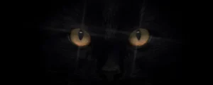 Un chat noir, animal faisant l'objet de nombreuses superstitions