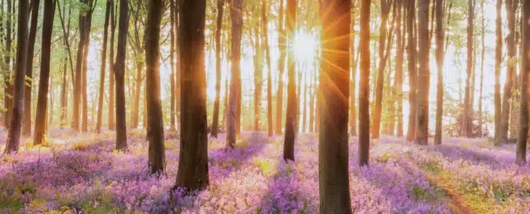 La beauté s'exprimant dans la nature